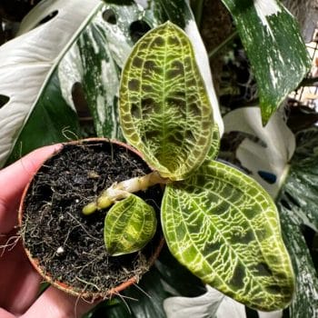 Macodes Petola Jewel Orchid 6cm pot Houseplants 6cm plant