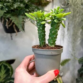 Euphorbia Monadenium Guentheri Sausage Snake 9cm pot Houseplants cactus