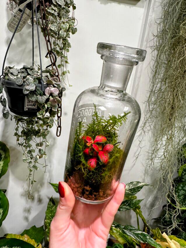 Creating a Mini Terrarium in a Glass Container: A Step-by-Step Guide