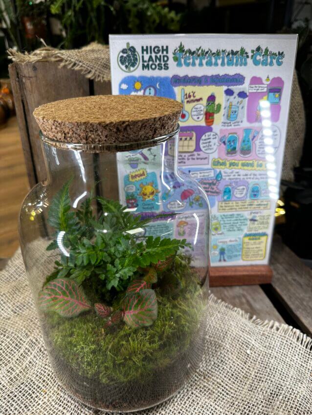 Start Your Terrarium Project with Ease: Eco-Glass Terrarium Kits