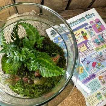 Fresh, live moss selection for terrarium - Highland Moss