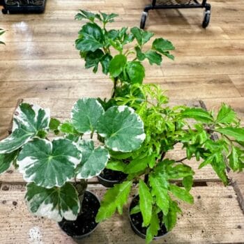 Polyscias Balfouriana Evergreen Houseplant 6cm pot Wee Plants