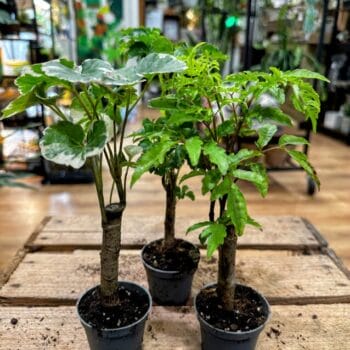 Polyscias Balfouriana Evergreen Houseplant 6cm pot Wee Plants 2