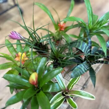 Bromeliad Guzmania Colourful Selection 5cm pot Pet Friendly air plant 2