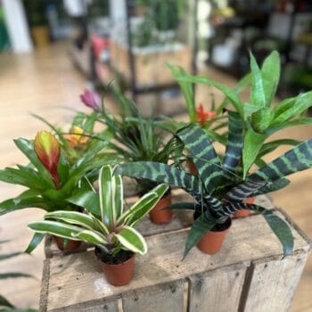 Bromeliad Guzmania Colourful Selection 5cm pot Pet Friendly air plant