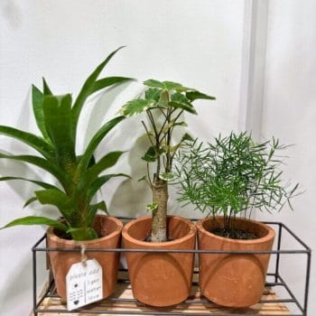 Rustic Triple Terracotta Planters Metal Frame for 7.5cm pots Plant Accessories 7.5cm planter