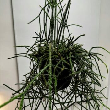 Rhipsalis Pilocarpa Hairy Stemmed Cactus 17cm pot Houseplants cactus 3