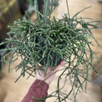 Rhipsalis Pilocarpa Hairy Stemmed Cactus 17cm pot Houseplants cactus 2