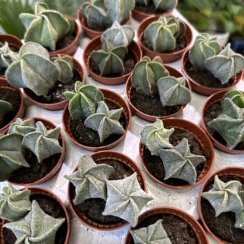 Astrophytum Myriostigma Bishop Hat Cactus 5cm pot Houseplants easy care