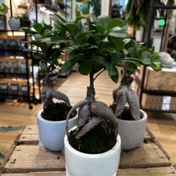 Bonsai Tree Ficus Ginseng in 11cm Ceramic Planter Houseplants bonsai 2