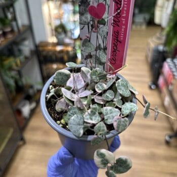 Variegated String of Hearts Ceropegia Woodii 9cm pot Hanging & Trailing 6cm plant