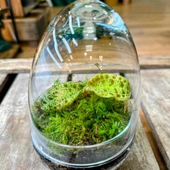 Terrarium Egg Eco-Glass Glass Containers carpet moss 2