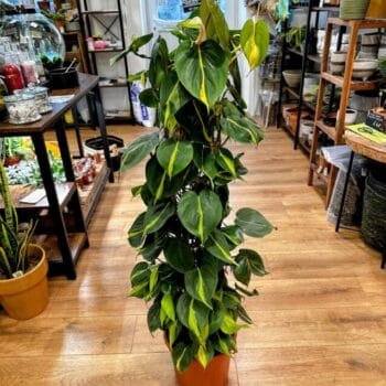 Philodendron Brasil Sweetheart Plant 24cm pot 120cm height Hanging & Trailing easy care 2