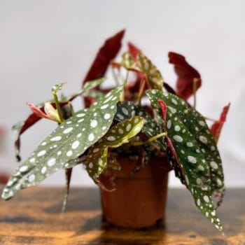 Begonia Maculata Silver Polka Dot 12cm pot Houseplants 12cm plant