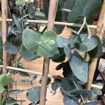 Eucalyptus Cinerea Silver Dollar 12cm pot Houseplants eucalyptus 3