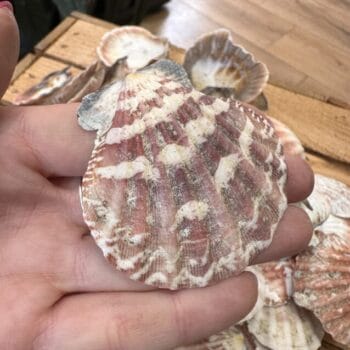 Natural Large Seashells 500 Grams Decorations 2