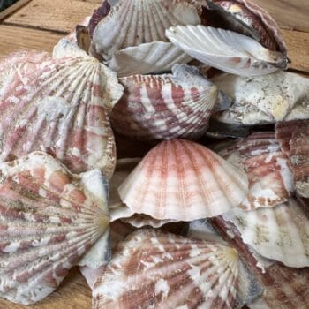 Natural Large Seashells 500 Grams Decorations
