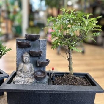Bonsai Tree Relaxing Water Fountain Houseplants bonsai