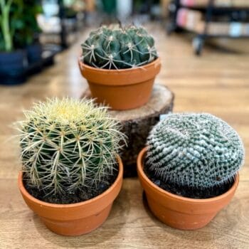 Easy to Care Cactus 17cm Terracotta pot Houseplants cactus