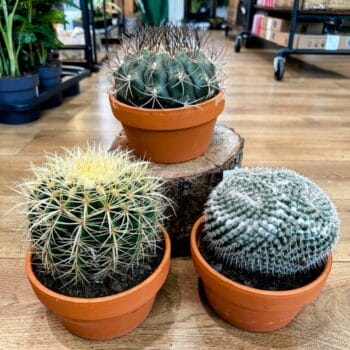 Easy to Care Cactus 17cm Terracotta pot Houseplants cactus 2