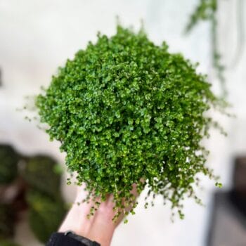 Soleirolia Soleirolii Irish Moss Baby Tears 10cm pot Hanging & Trailing baby plant