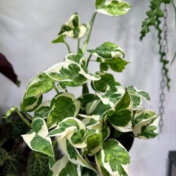 Epipremnum Aureum N Joy 12cm pot Hanging & Trailing 12cm plant