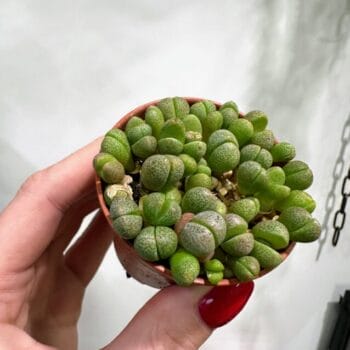 Pleiospilos Nelii Mini Split Rock Lithops Succulent 5.5cm Houseplants 5.5cm plant 2