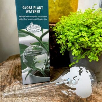 Plants Watering Glass Globe Plant Care