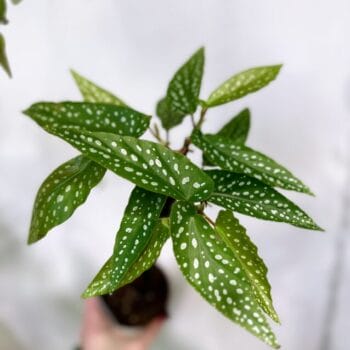 Begonia Tamaya Silver Polka Dot 9cm pot Houseplants begonia