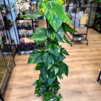 Philodendron Devils Ivy Golden Pothos 24cm pot 125cm height Hanging & Trailing easy care