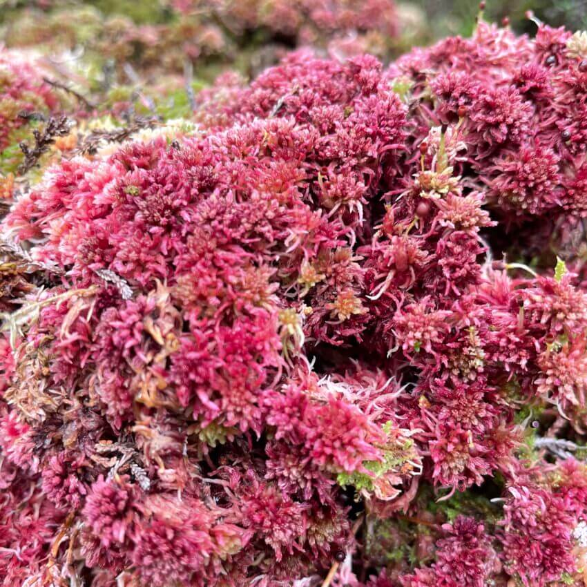 Lush Scottish pink sphagnum moss with vibrant foliage.