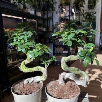 Large Mature Bonsai Tree Ficus Ginseng 20cm pot Houseplants bonsai 2