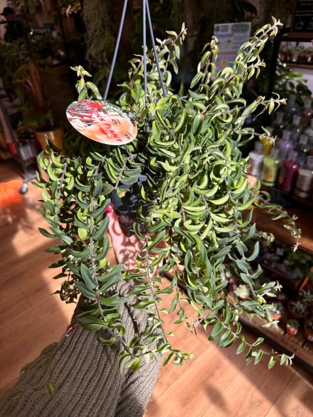 Aeschynanthus Twister Lipstick Plant 15cm pot - Highland Moss