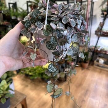 Variegated String Of Hearts Ceropegia Woodii 14cm pot Hanging & Trailing 14cm plant 2