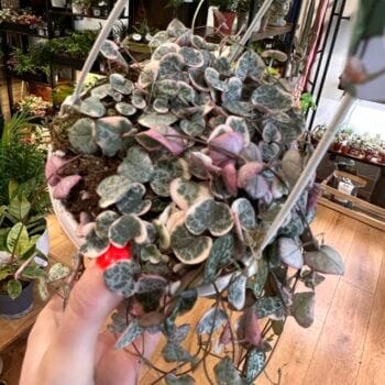 Variegated String Of Hearts Ceropegia Woodii 14cm pot Hanging & Trailing 14cm plant