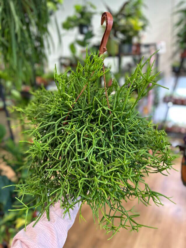 Rhipsalis in Creative Pot Rhipsalis in Creative Pot