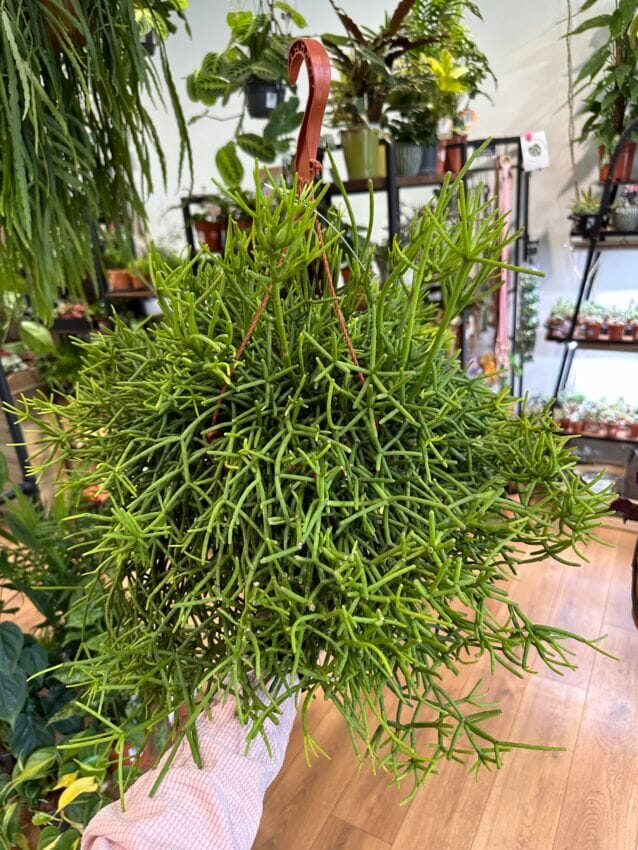 Rhipsalis in Creative Pot Rhipsalis in Creative Pot