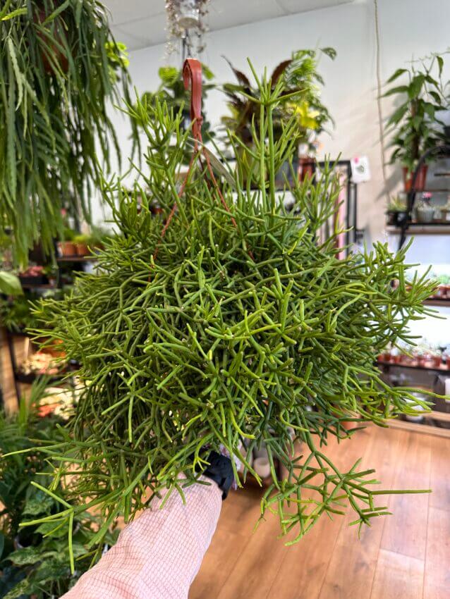 Rhipsalis in Creative Pot Rhipsalis in Creative Pot