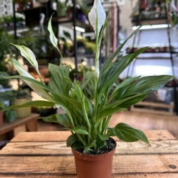 Spathiphyllum Pearl Cupido Peace Lily 7cm pot Houseplants 3for12