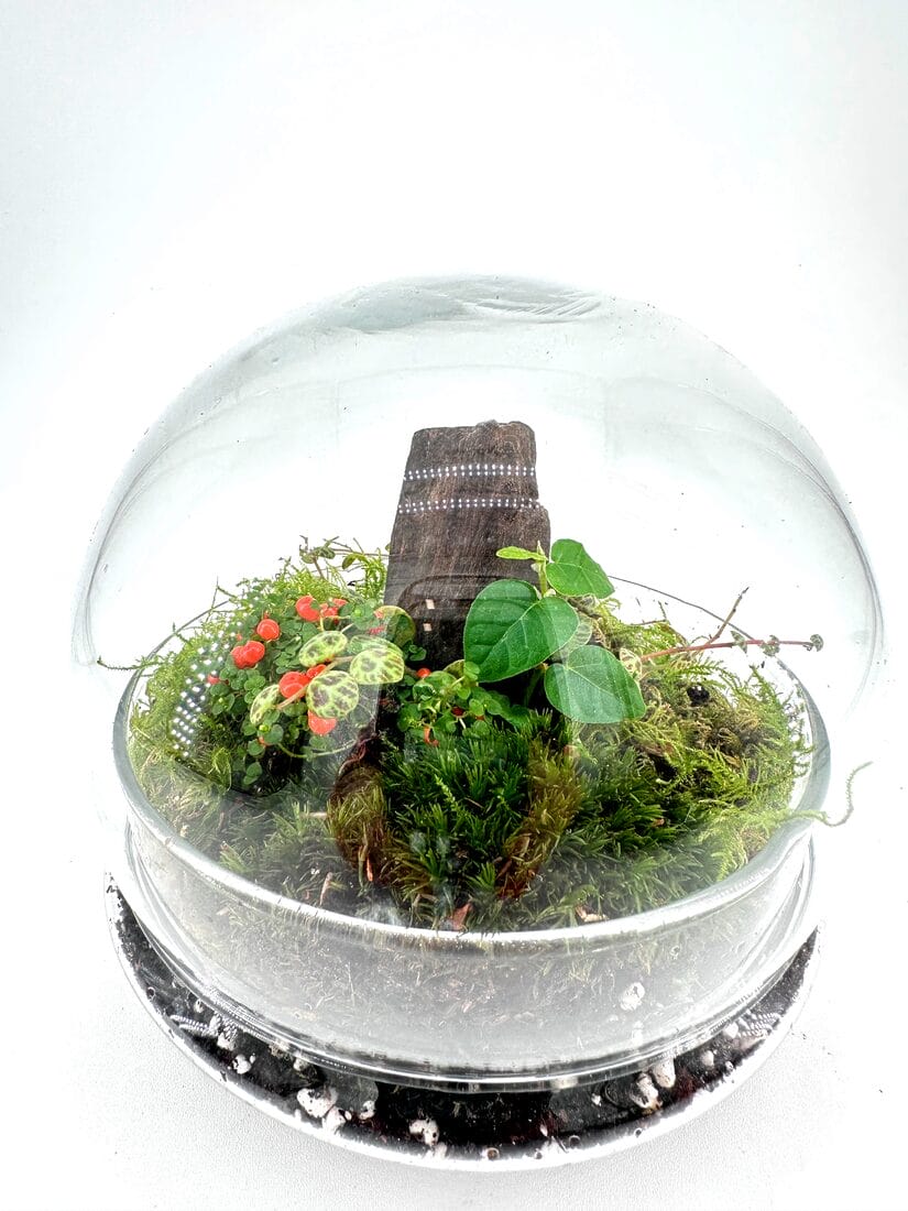 Mini Glass and Driftwood Terrariums Mini Glass and Driftwood Terrariums