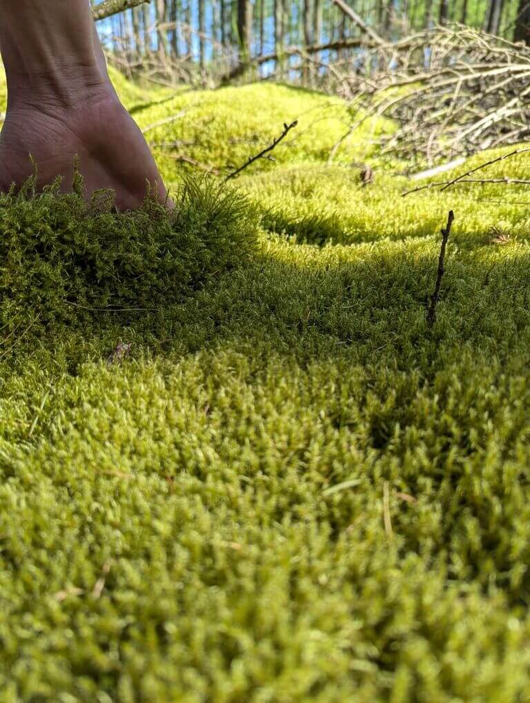 Springy Turf Moss