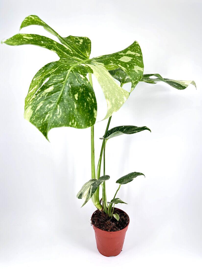 Monstera Thai Constellation MER01-7003 hotsell