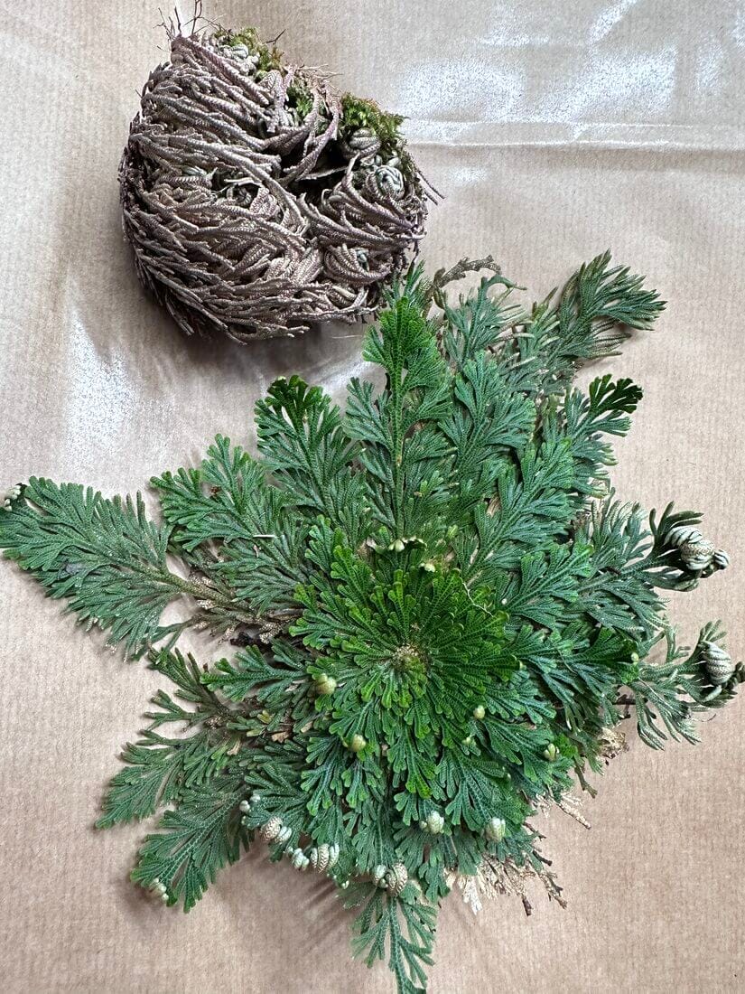 Rose of Jericho Resurrection Plant