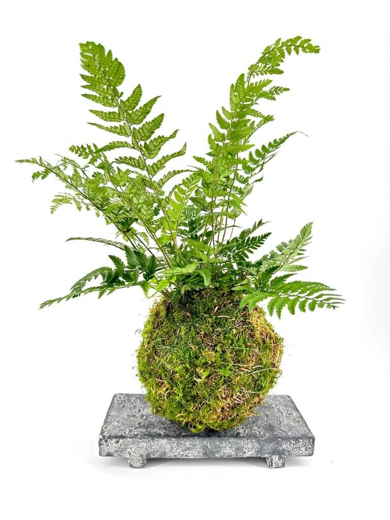 Lush fern kokedama arrangement showcasing vibrant greenery in a minimalist indoor plant display.