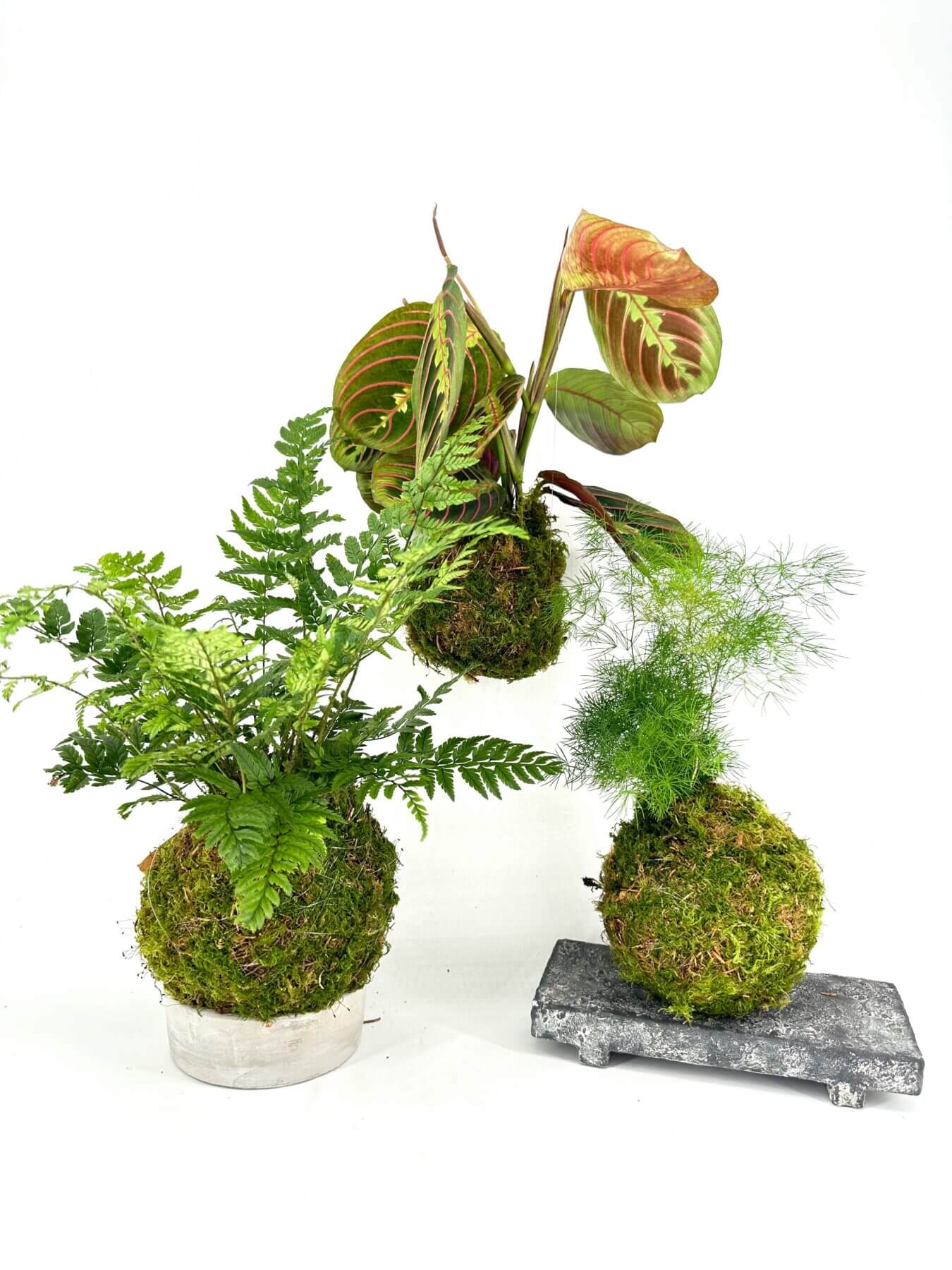 Vibrant kokedama plant arrangements featuring lush greenery on a clean white background.