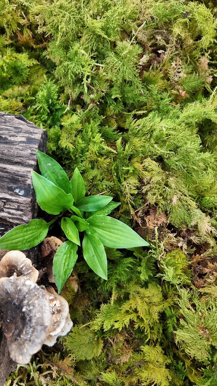 Young green plant on lush moss with weathered wood and fungi, highlighting natures cycle.