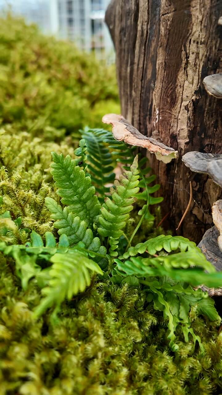Lush ferns and moss with mushrooms in a tranquil natural setting.