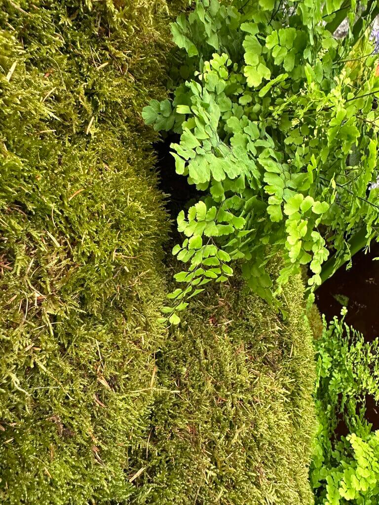 Lush moss and vibrant ferns create a tranquil, green woodland scene.