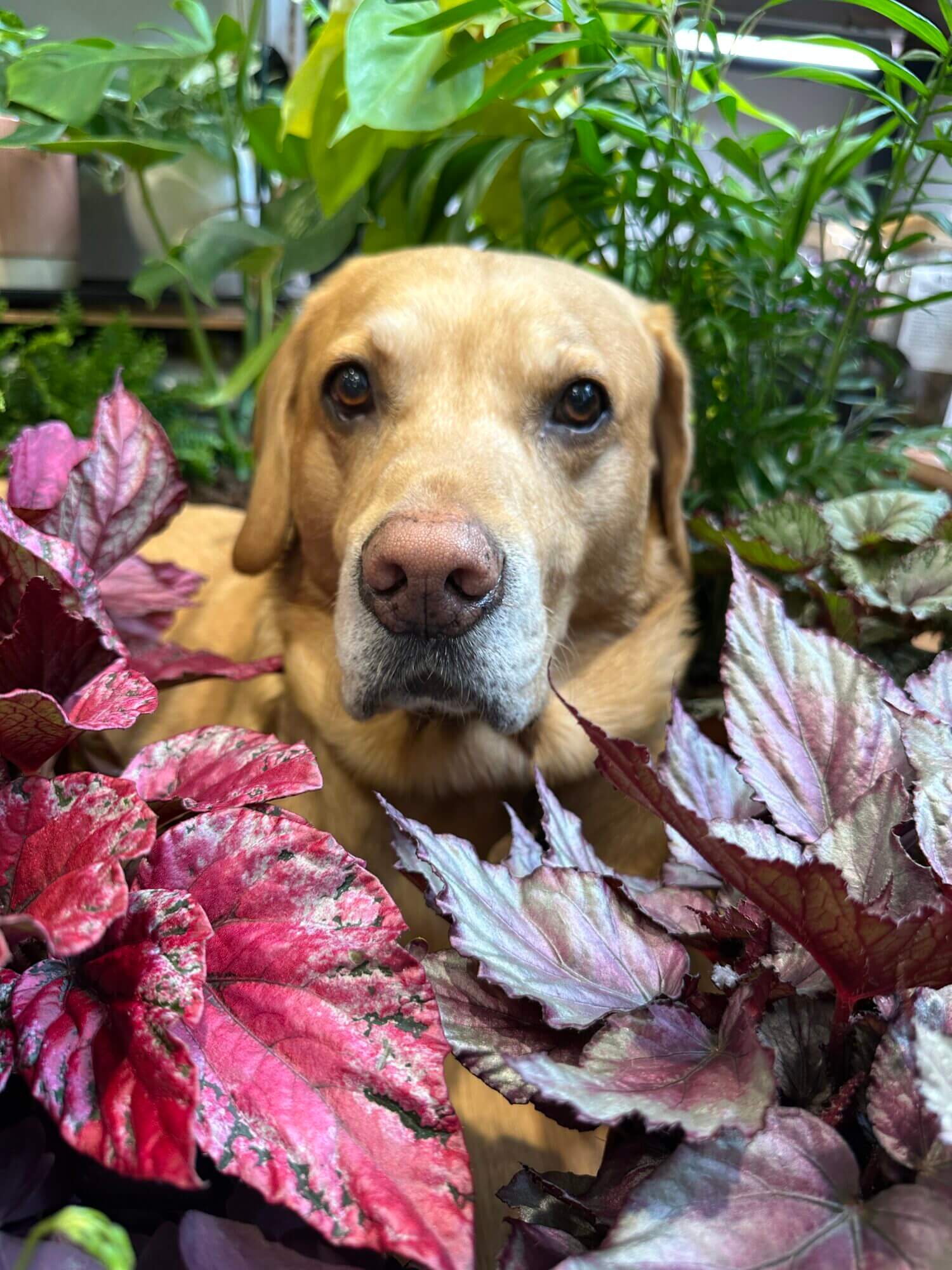 Golden Labrador nestled among lush indoor plants in a serene, verdant setting.